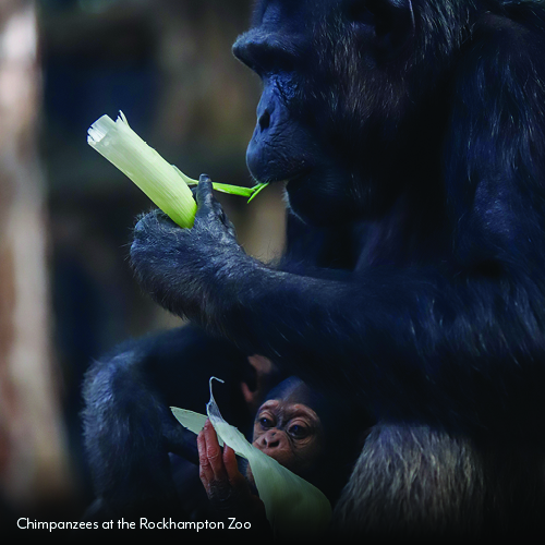 chimpanzees at rockhampton zoo