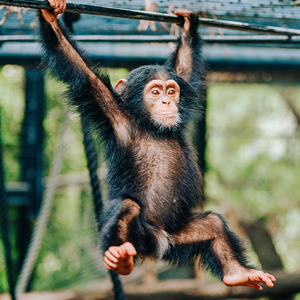 Baby chimp.jpg