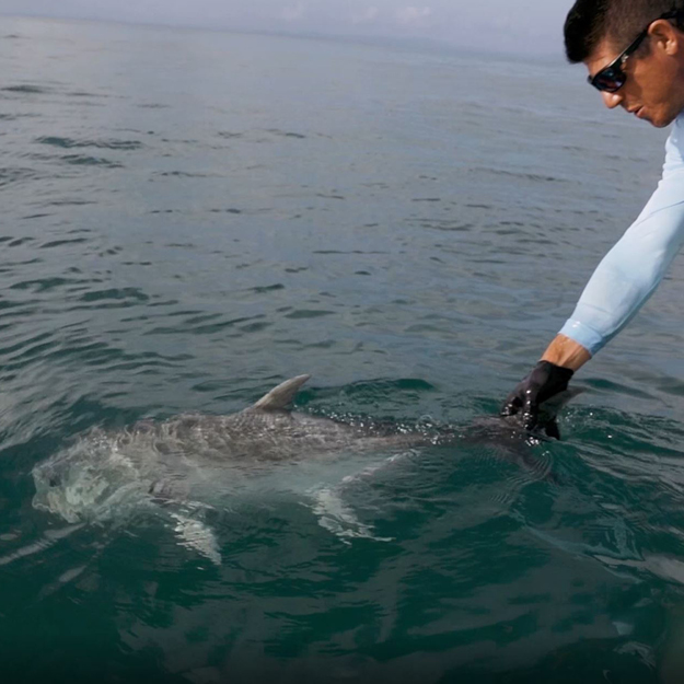 Giant Trevally release