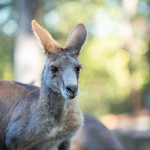 Kangaroo at Rockhampton Zoo.jpg