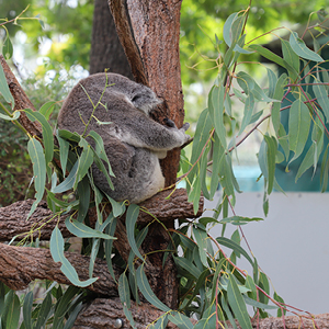 Shaun the Koala.jpg