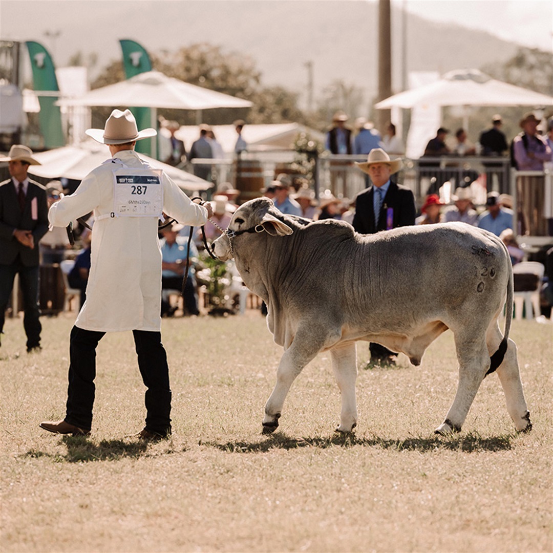 Beef Australia 2024 Explore Rockhampton