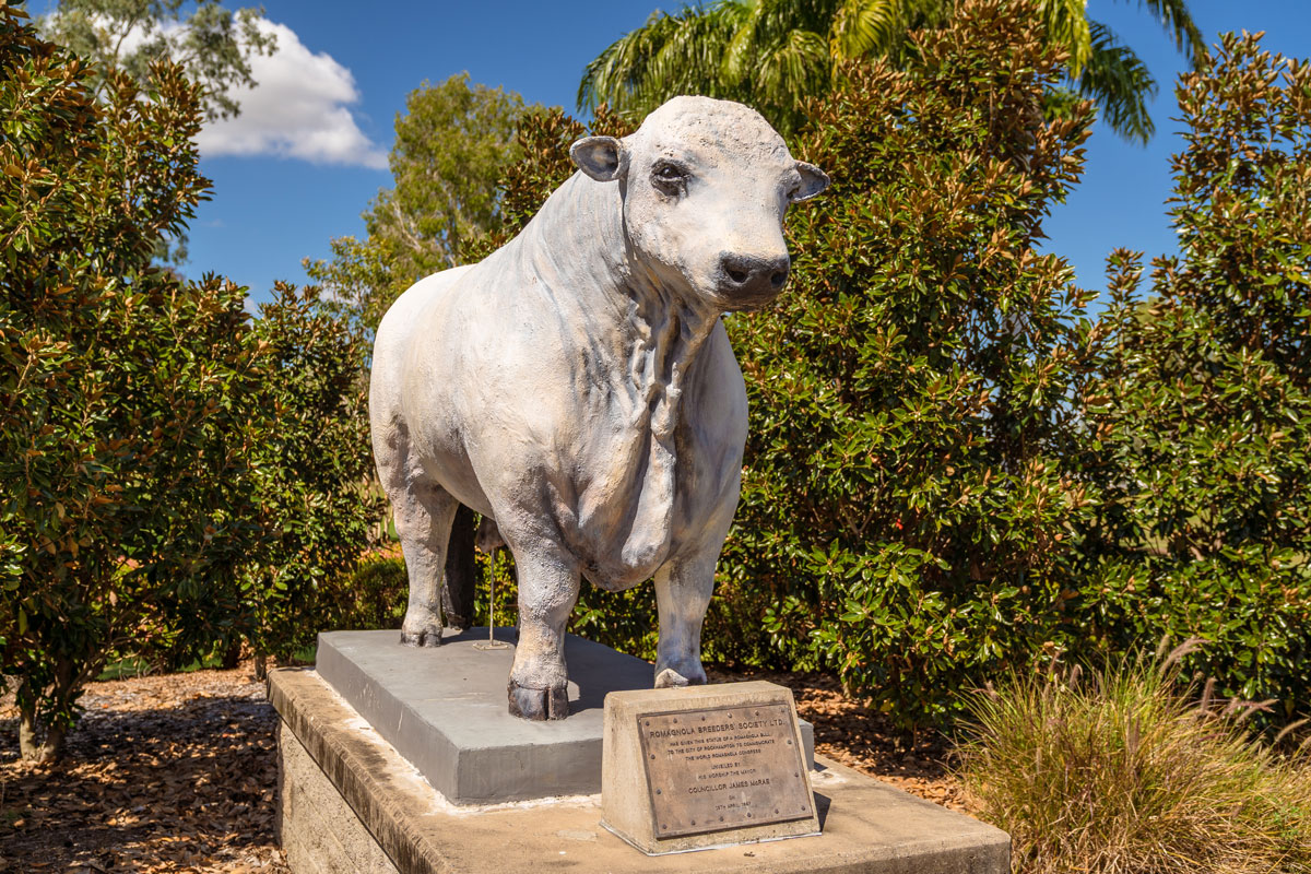 A Cow statue in Rockhampton