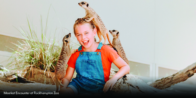 Meerkat Encounter at Rockhampton Zoo