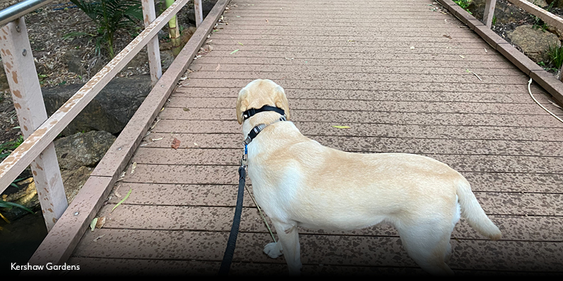 Insiders Guide to Kershaw Gardens_Dog Friendly.jpg