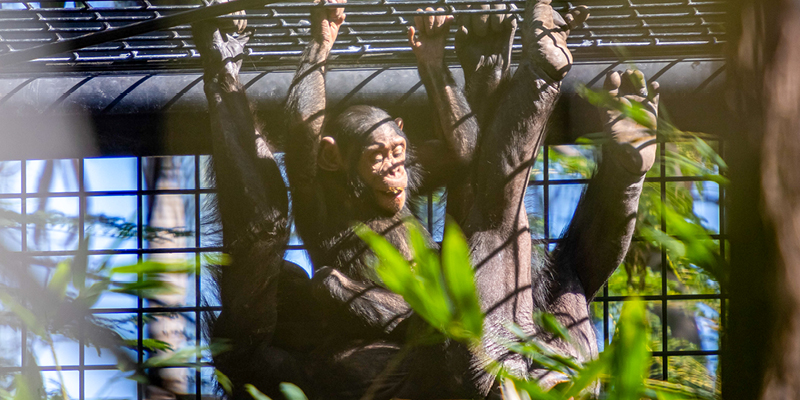 Rockhampton Zoo chimps Our Coast Life