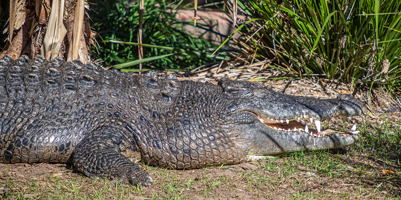 Rockhampton Zoo Crocodile Our Coast Life
