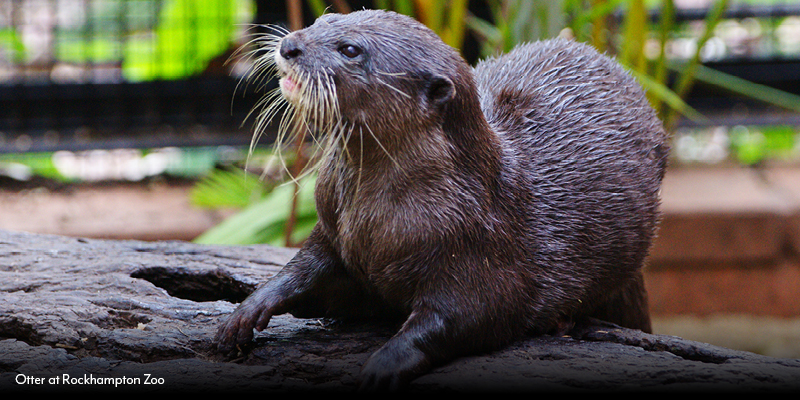 Rockhampton Zoo Highlights_Otter.jpg