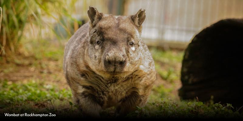 Rockhampton Zoo Highlights_Wombat.jpg