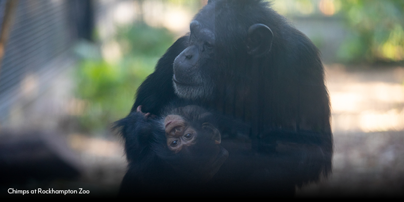 Top 10 Family Activities in Rockhampton_Chimps.jpg