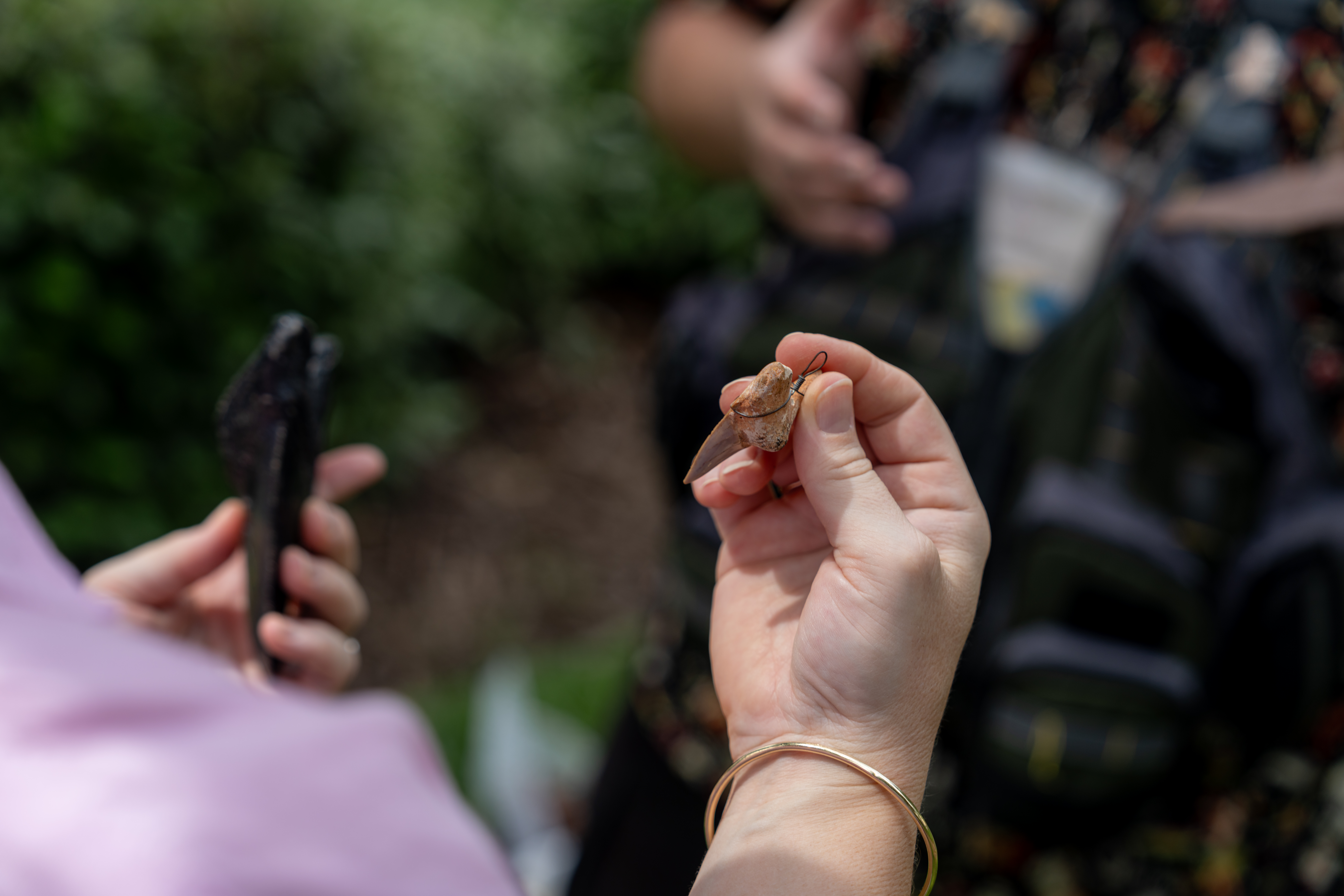 a person holding two tooth fossils close up