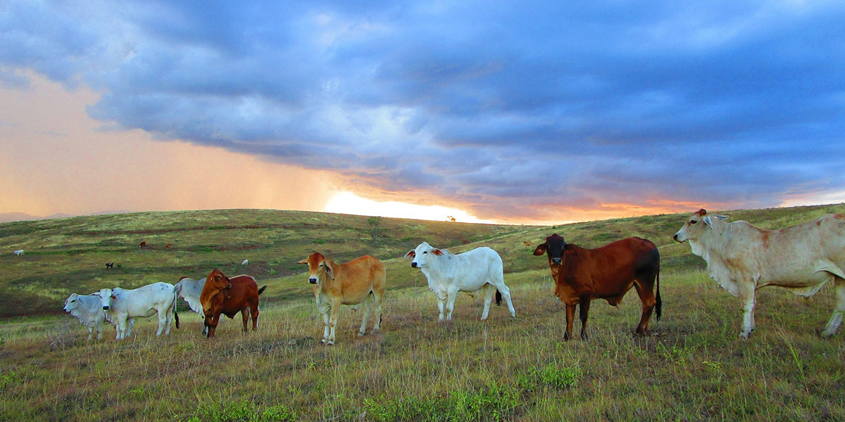 cows on a farm