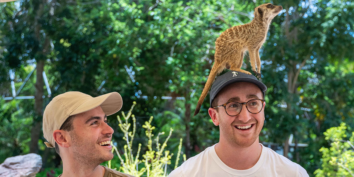 Meerkats at Rockhampton Zoo