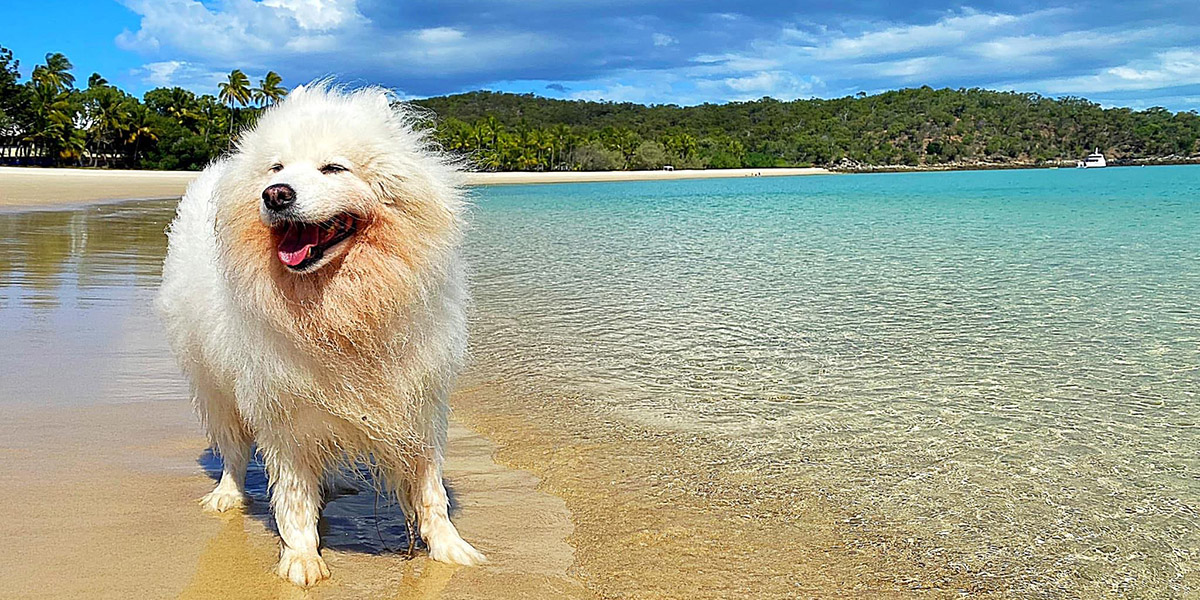 Samoyed dog smiling on the shores of Great Keppel island with crystal clear waters lapping at her paws and the sea breeze in her hair.
