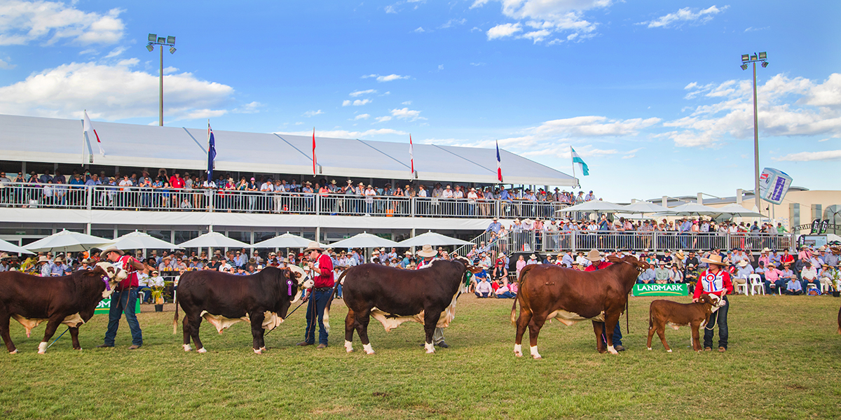 cattle lined up at a previous Beef Australia event where they are about to be awarded ribbons