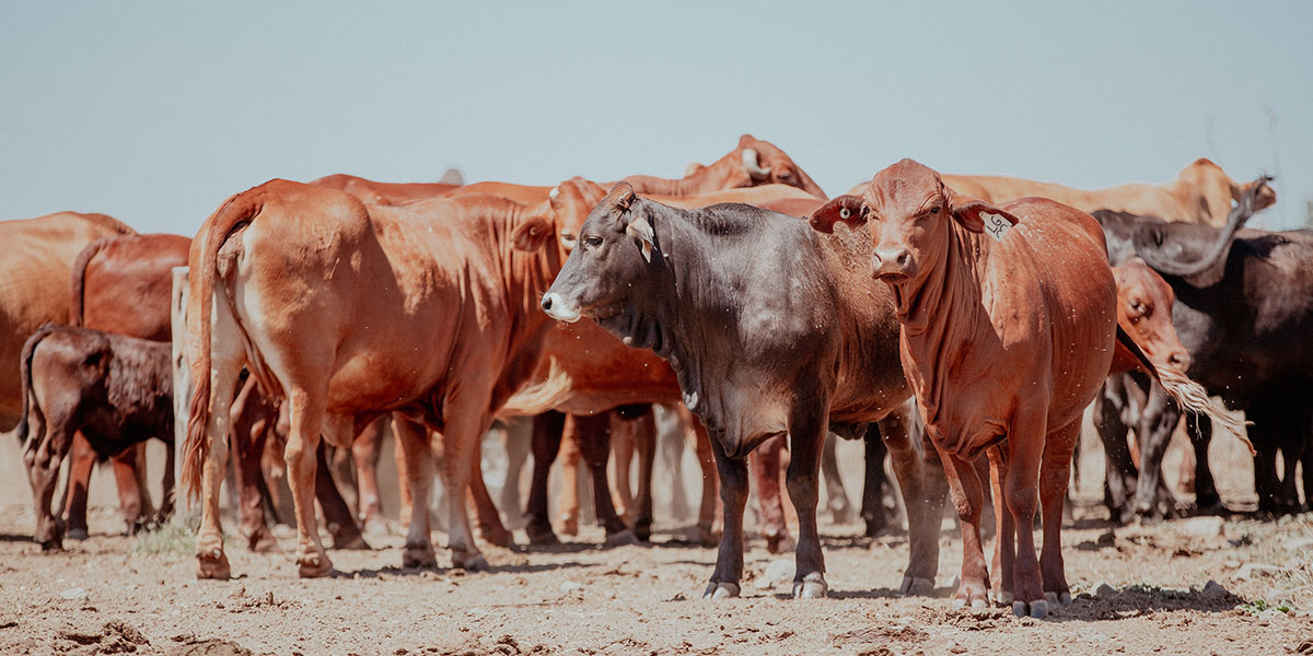 A heard of cattle huddle together on a dusty plain.