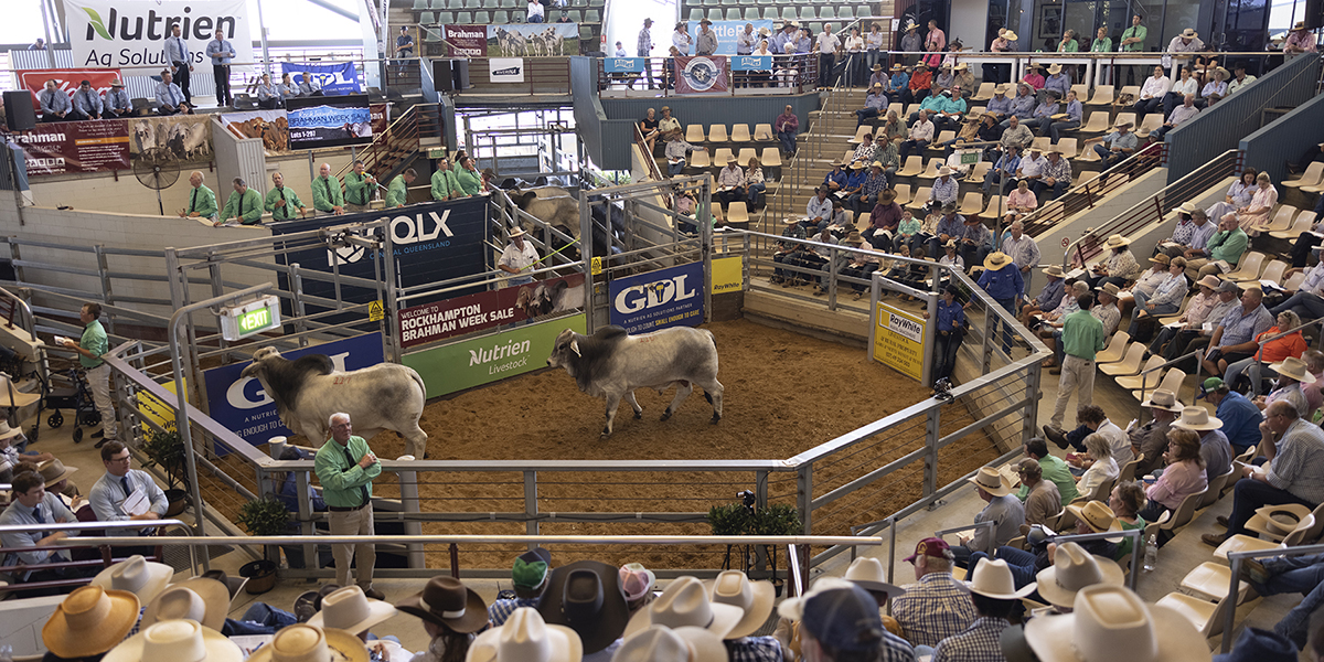 A heavily packed packed Central Queensland Livestock Exchange where a cattle sale is being held.
