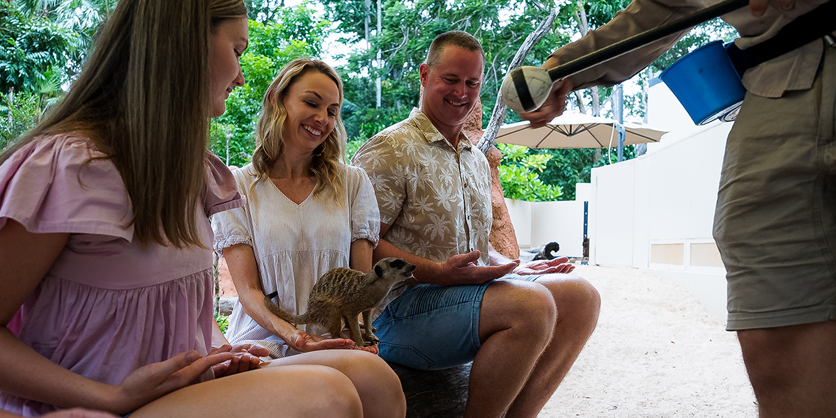 A family sitting on a log with their hands resting on their laps while a meerkat climbs over them in an encounter at Rockhampton Zoo.