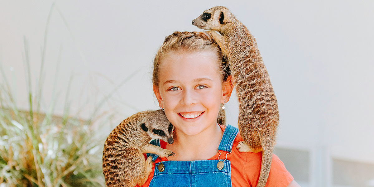 girl with two meerkats crawling over her head and shoulders