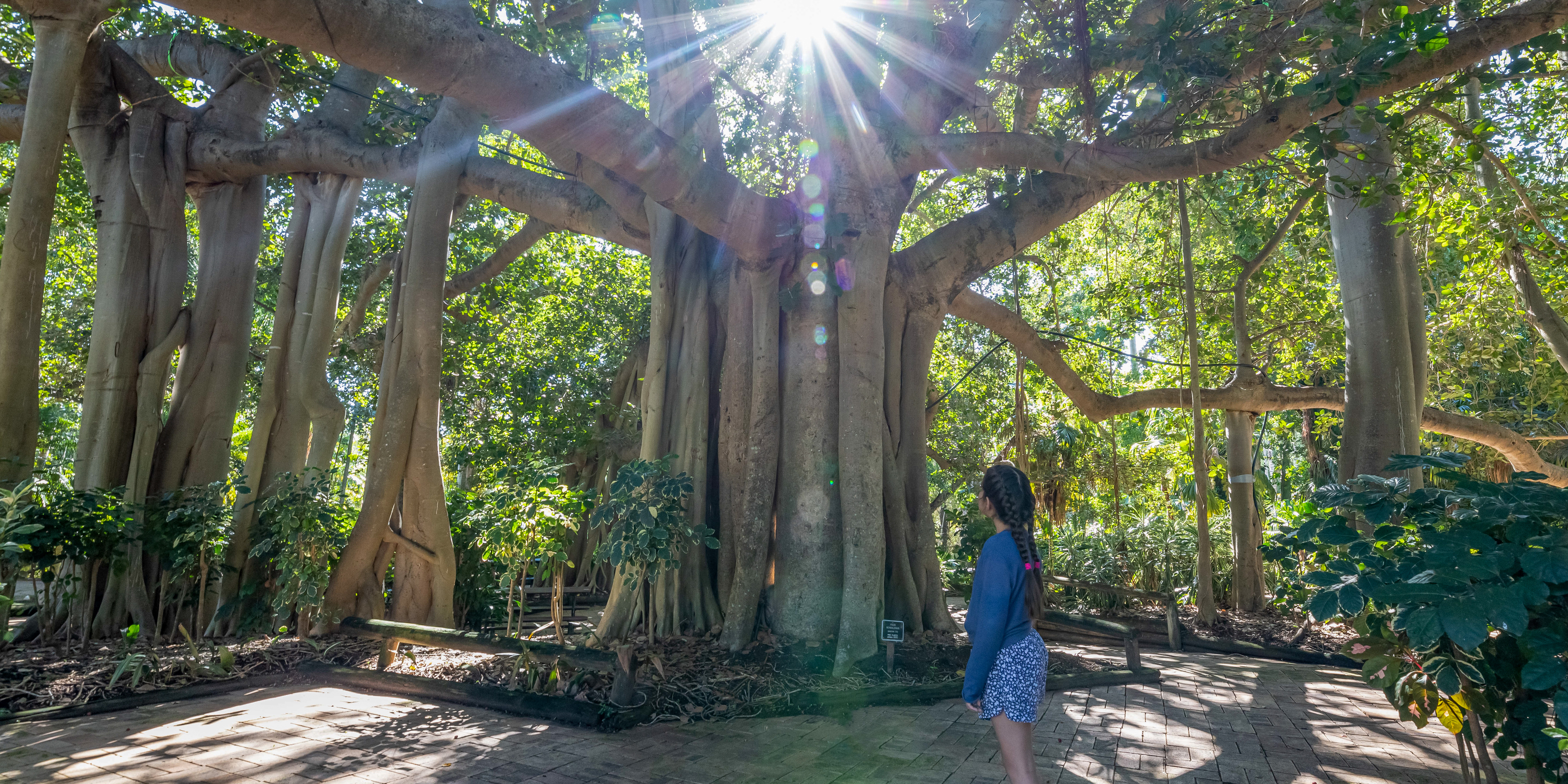 Young person looking up at the large Banyan Fig as the sunlight filters through the leaves.