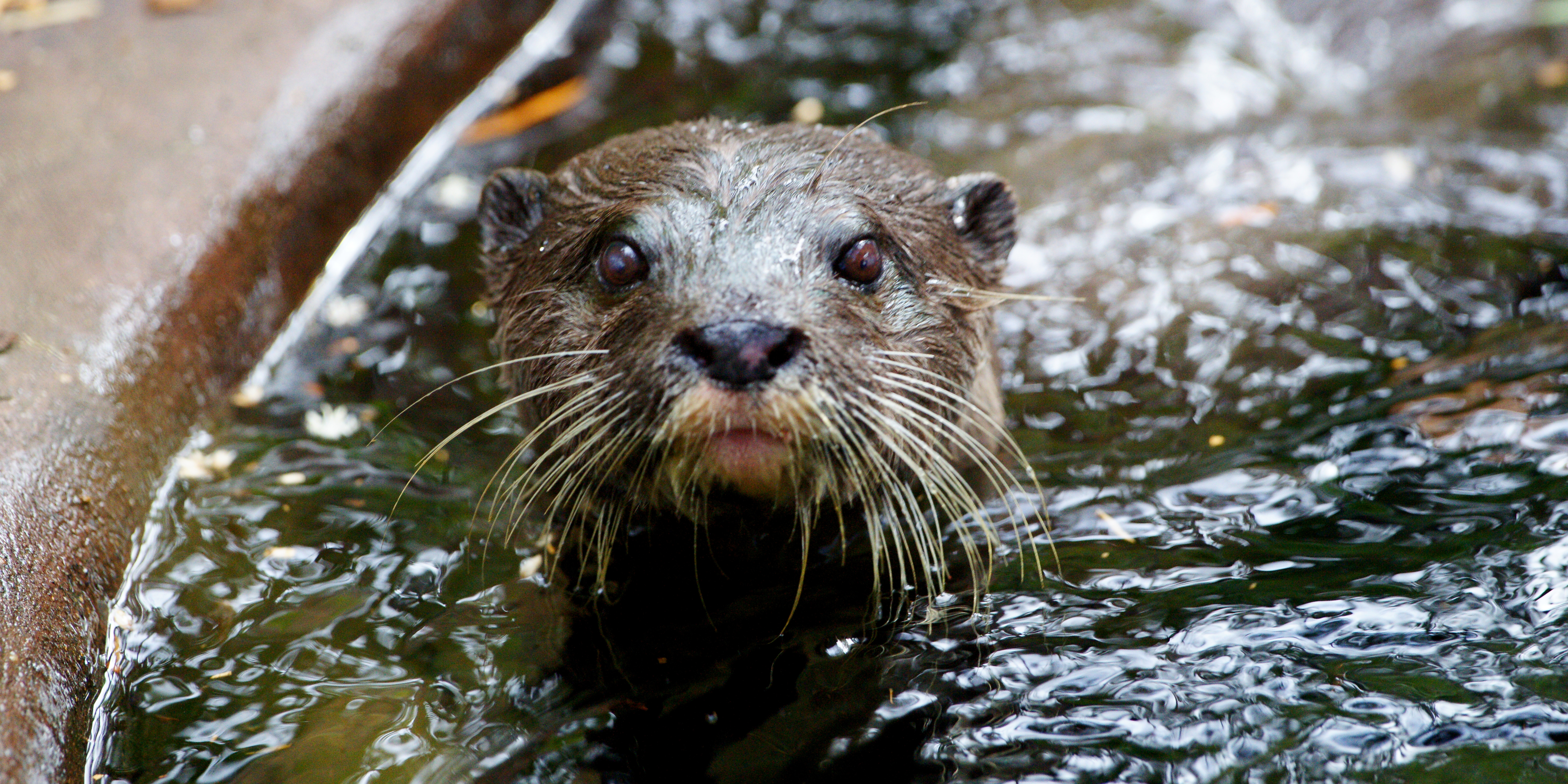 Close up of otter's face looking directly at the camera while submerged in water