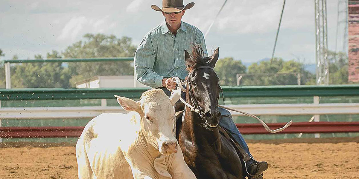 A man steering a horse close to a beast as part of a campdraft competition.