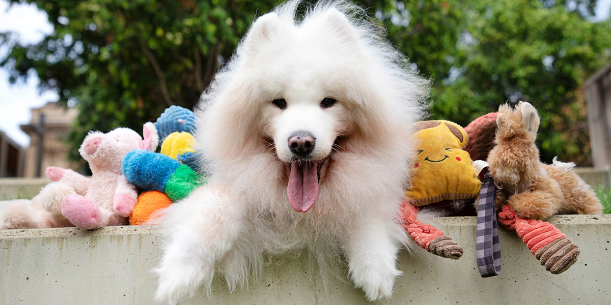Close up of a Samoyed dog surrounded by her plus toys sitting outside.