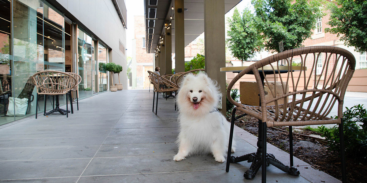 Samoyed dog smiling and sitting like a good girl outside of a cafe.