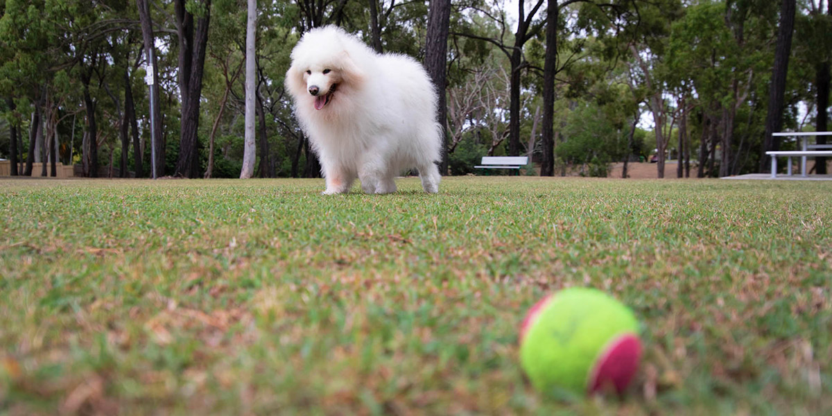 Samoyed dog enjoying a run in the park with her tennis ball.