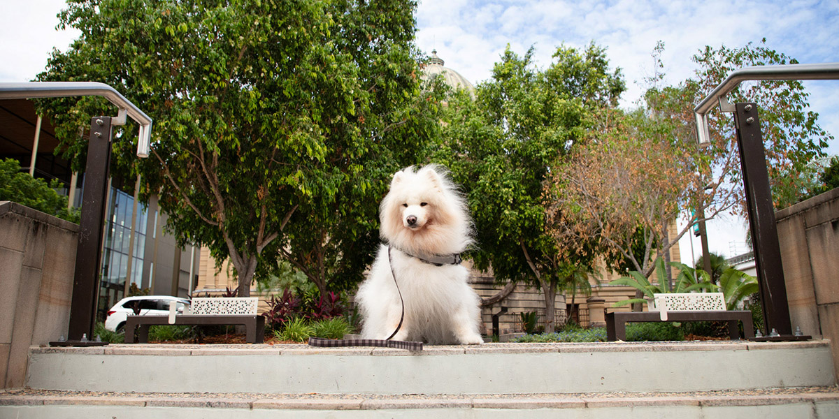 Samoyed dog looking out to the view of Rockhampton Riverside Precinct