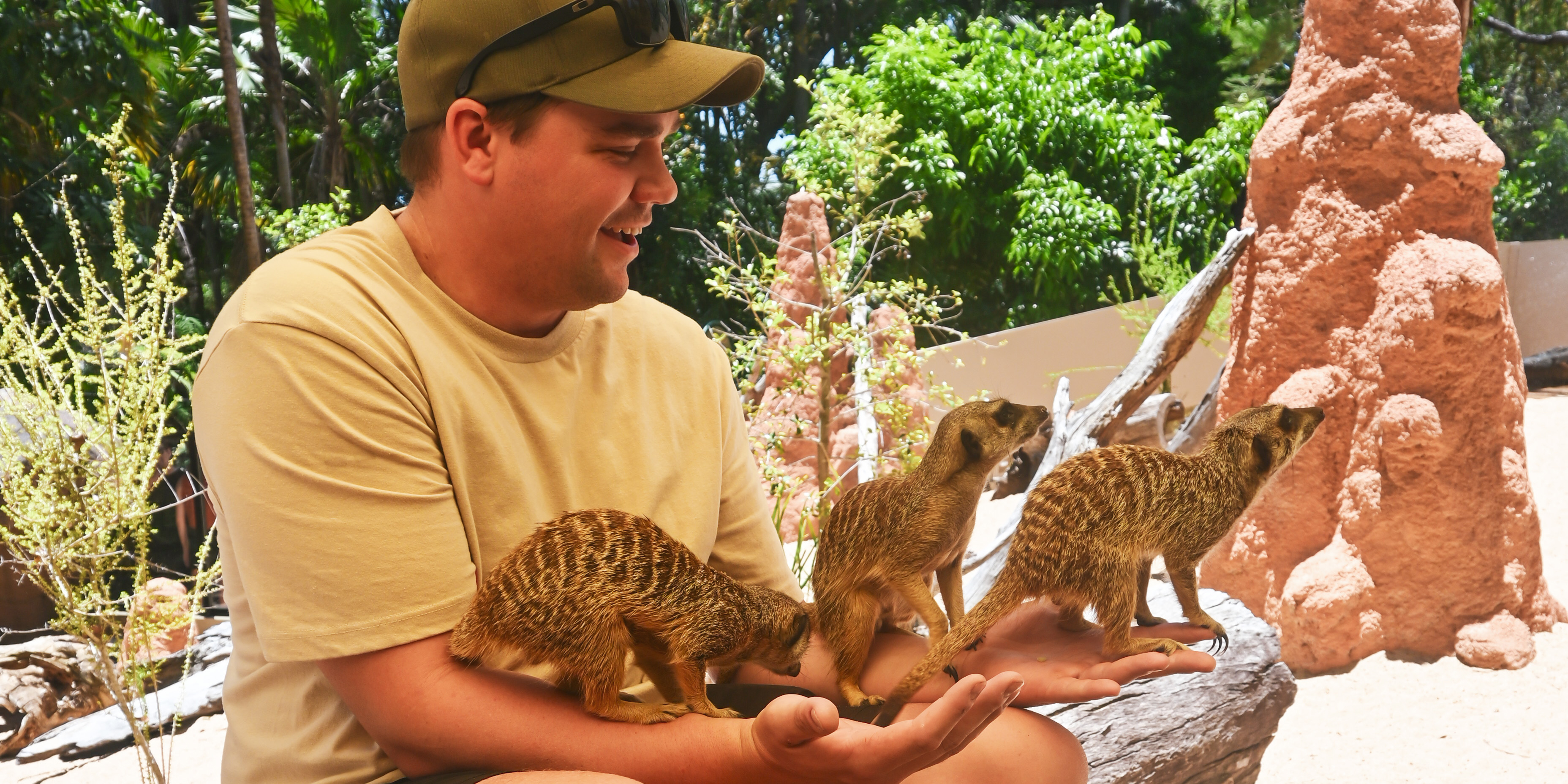 man holding three meerkats