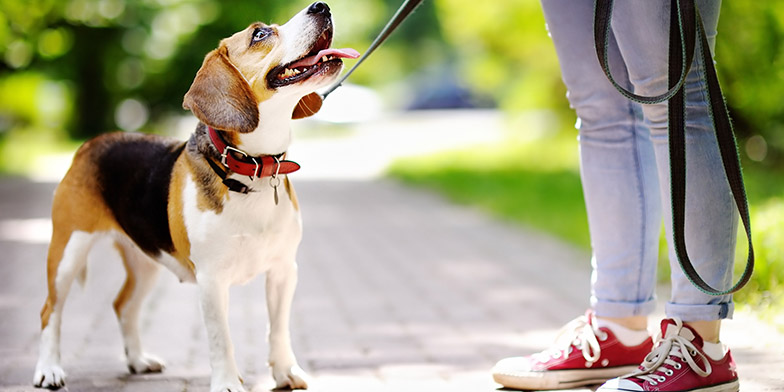 Beagle dog looking up towards their owner while wearing a lead, eager for their walk.