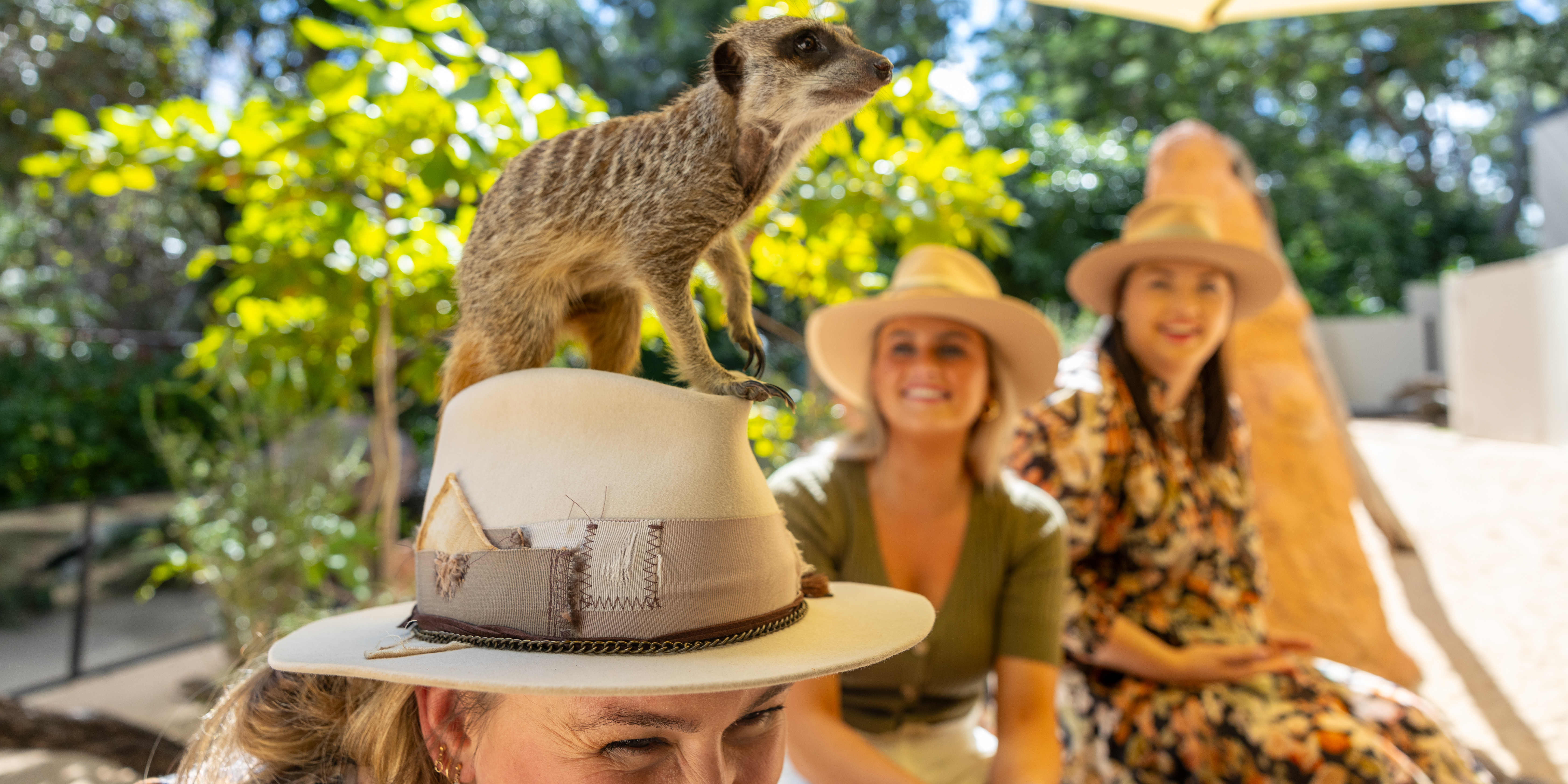 Close up photo of a meerkat climbing on the hat of a young woman while her friends look smiling in the background