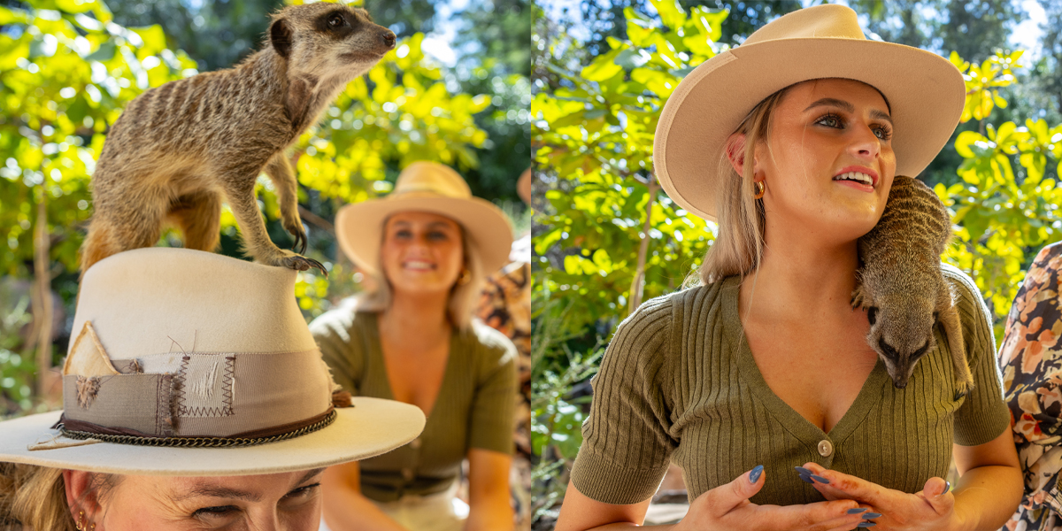 Meerkats climbing all over three young women smiling.