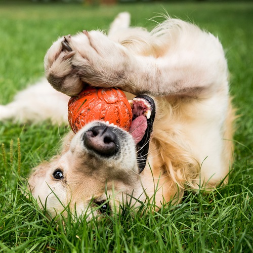Dog-Park-2-3.jpg