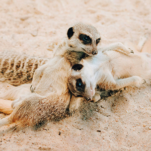 meerkat at rockhampton zoo