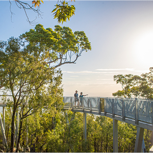 Mount Archer treetop boardwalk 3