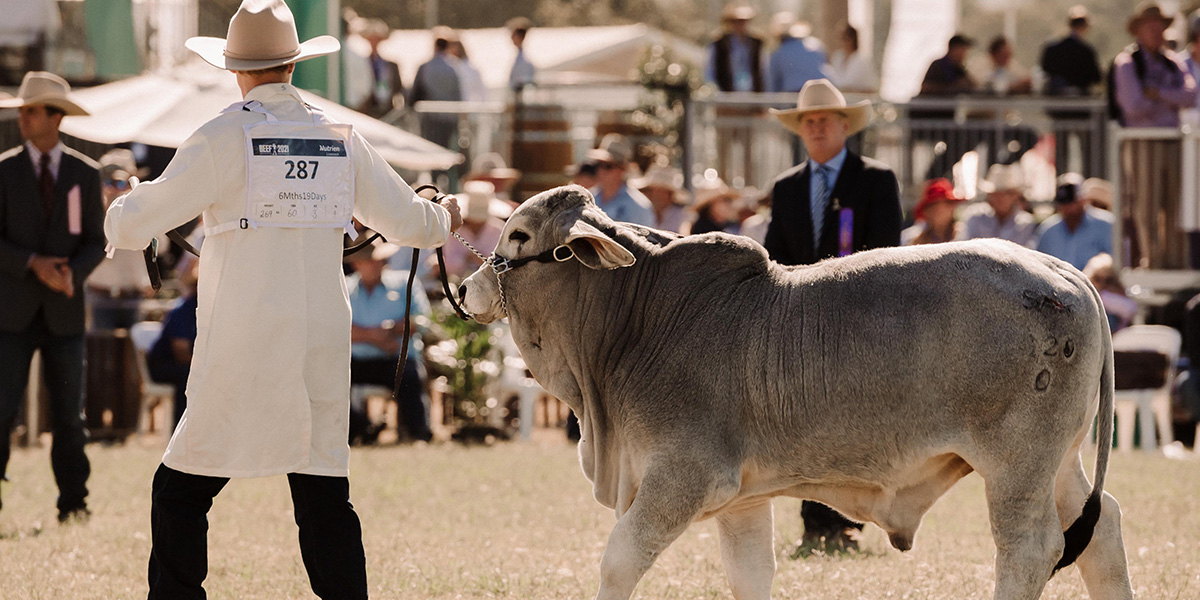 Presenting a young bull at the Beef Australia event 