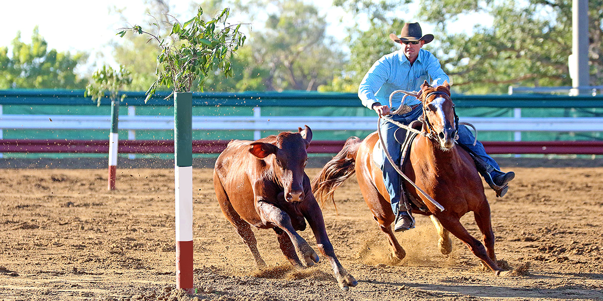 a man competing in campdraft