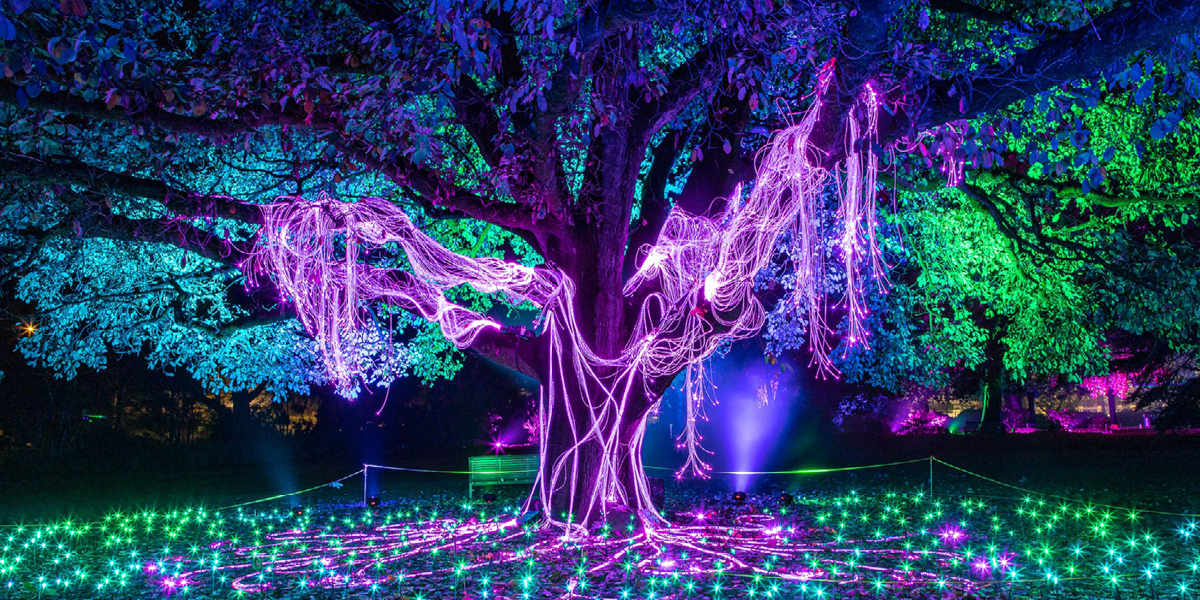 a large tree decorated in purple lights illuminated at night time