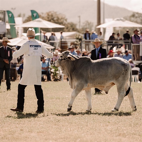 Showing brahman cattle at Beef Australia 2021
