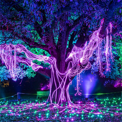 a large tree decked out in purple lights