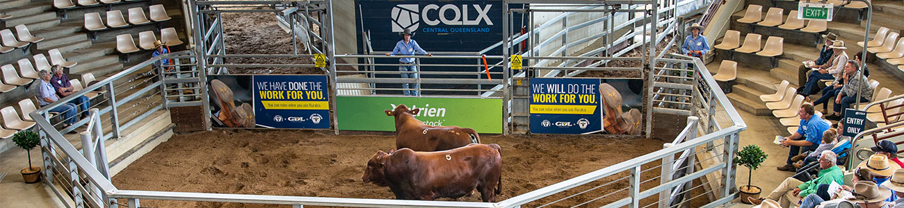 A cattle sale at Central Queensland Livestock Exchange