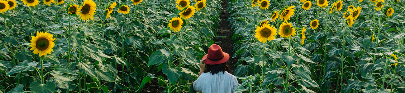 A lady walking through sunflower fields