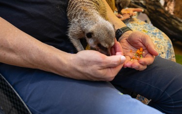 Feed meerkats