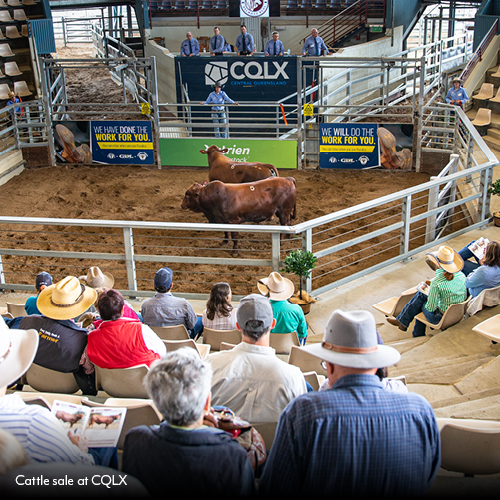 Central Queensland Livestock Exchange cattle sale