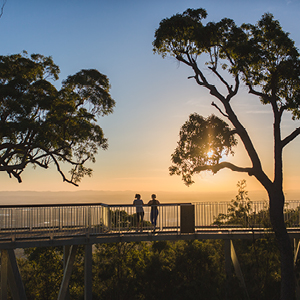 Mount Archer National Park treetop boardwalk