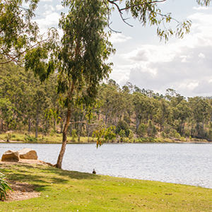 Mount Morgan No 7 Dam 2.jpg