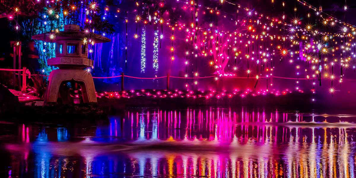 Bright colourful lights illuminate a leafy tree at night.